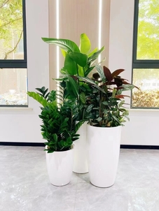 专业北仑花卉出租，让空间瞬间绽放别样生机